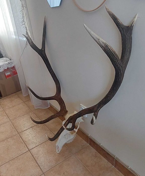 Poroże jelenia wieniec