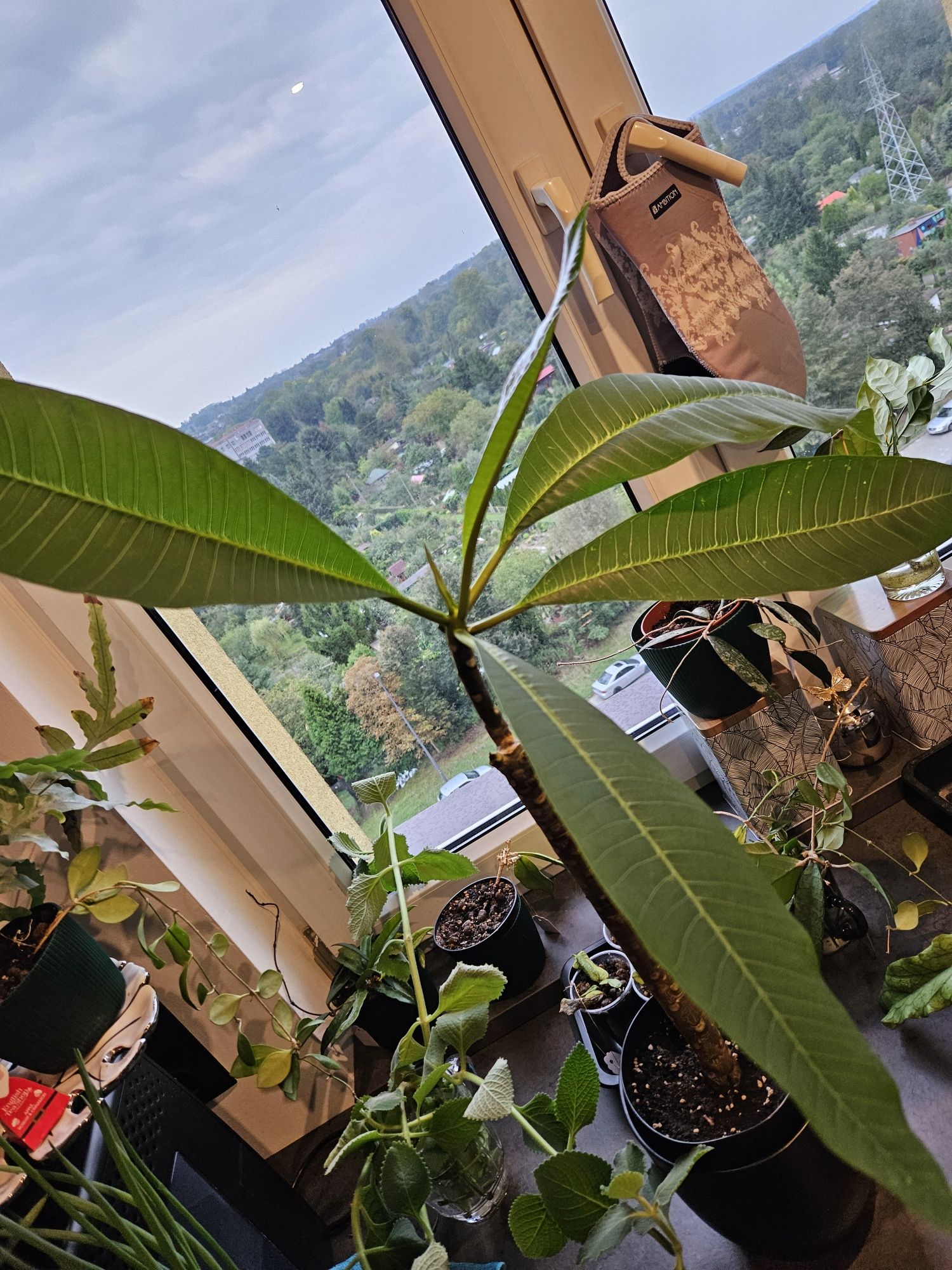 Plumeria hawajski kwiat zaślubin