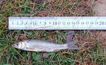Kleń 13-20 cm 5 sztuk