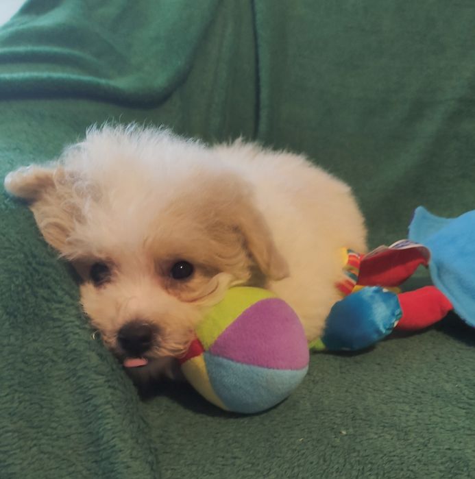 Maltipoo suczka Warszawa maltańczyk pudel