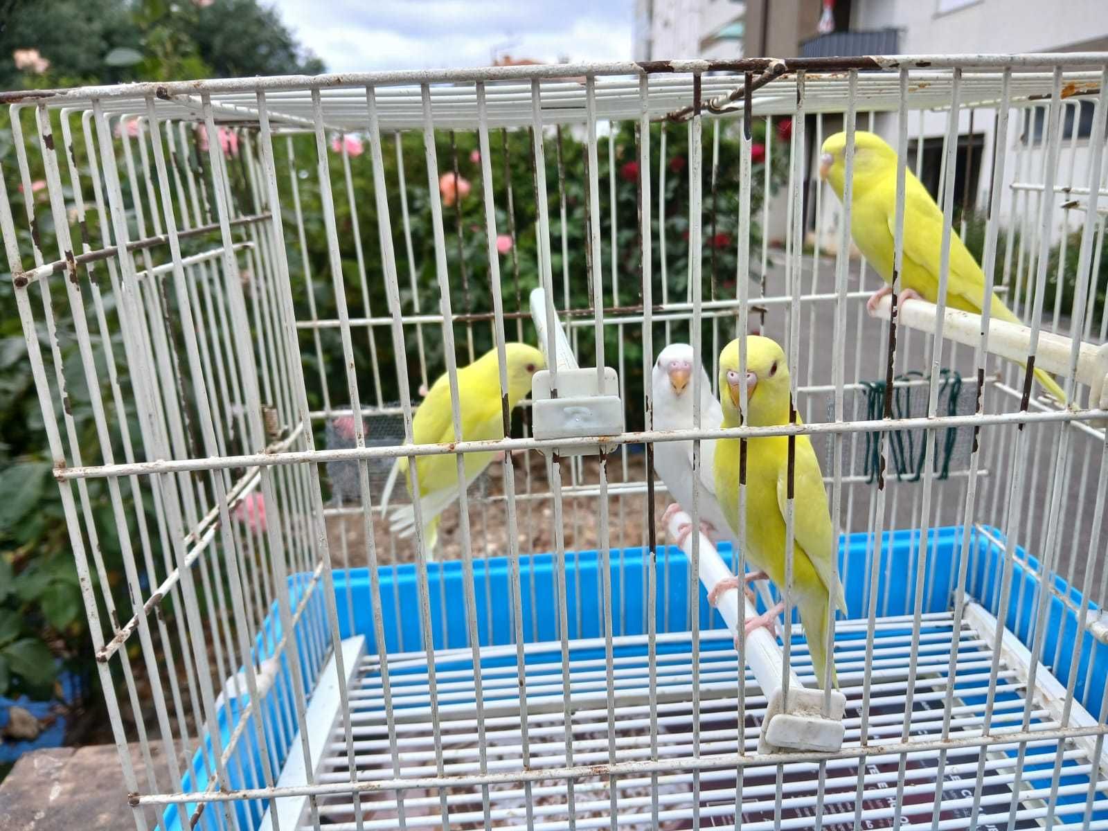 Periquitos Lutinos e Albinos
