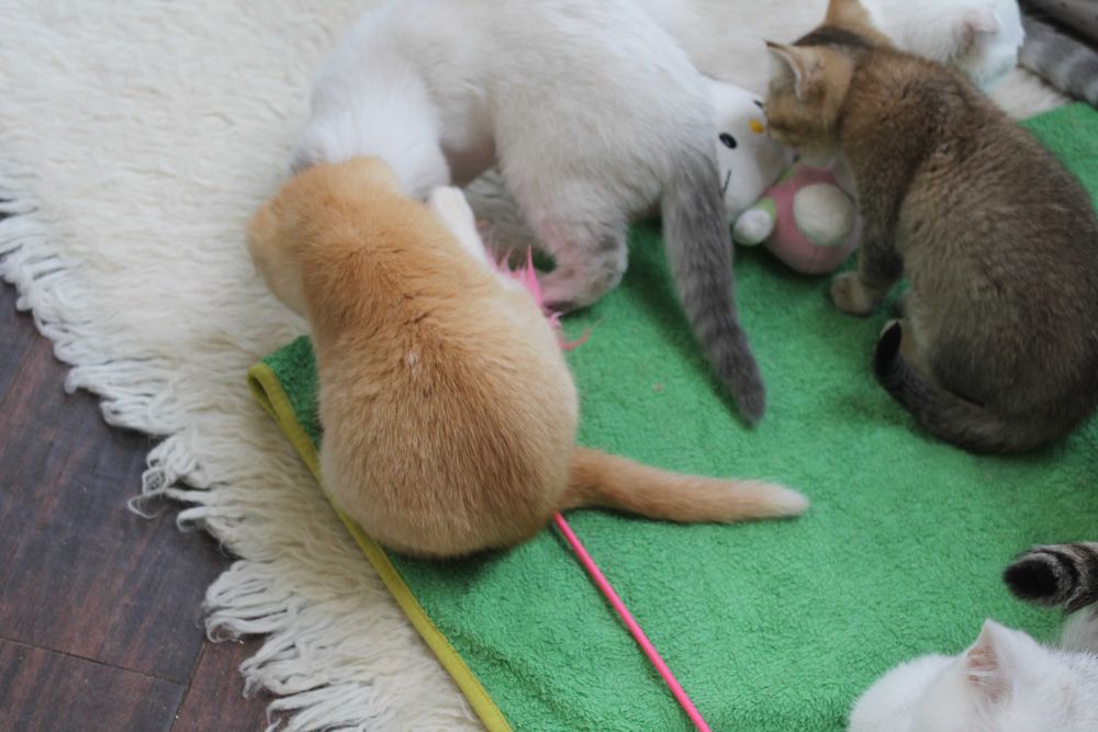 Яскравий та рідкісний шотландець золото1 шиншилли