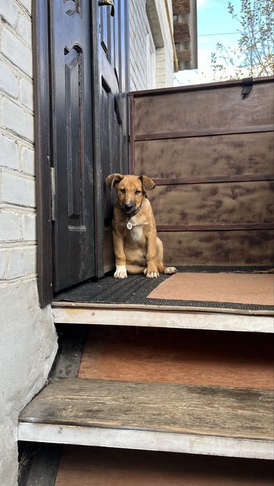 Пес, собака, цуценя