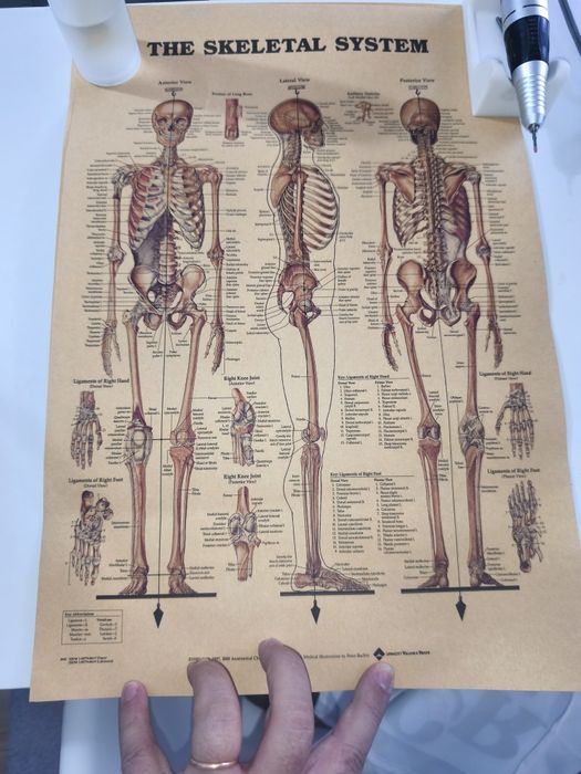 POSTER'S Saude-Musculos/Esqueleto/Pele