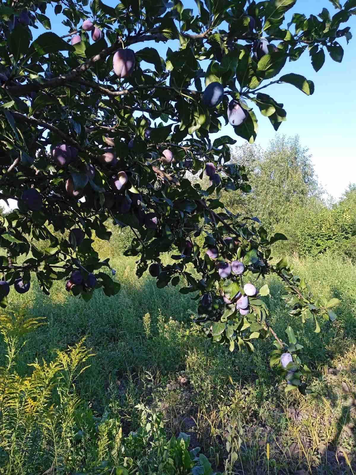 Продаж будинку с. Ліщин з власним озером