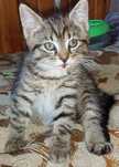 Kocurek 2 msc do adopcji