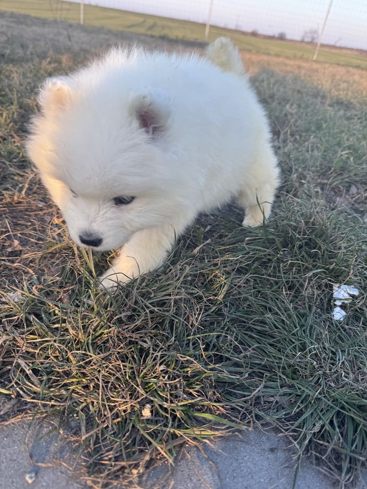 Piękna Suczka Samoyed Rodowód,Chip,Książeczka,Wyprawka!!