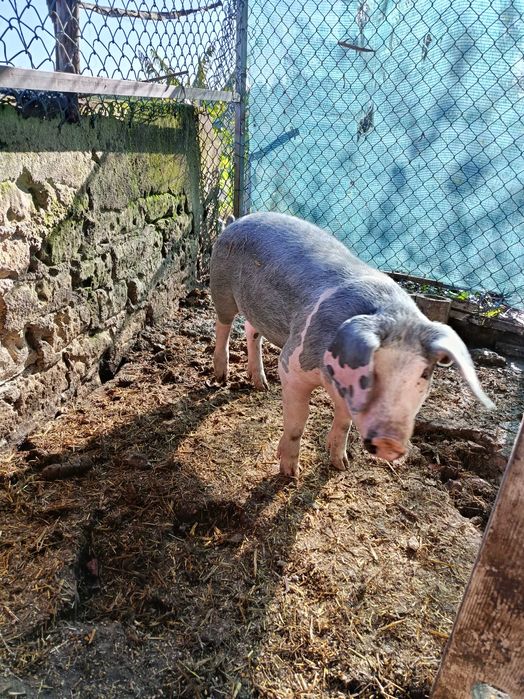 Porco avenda cachaço