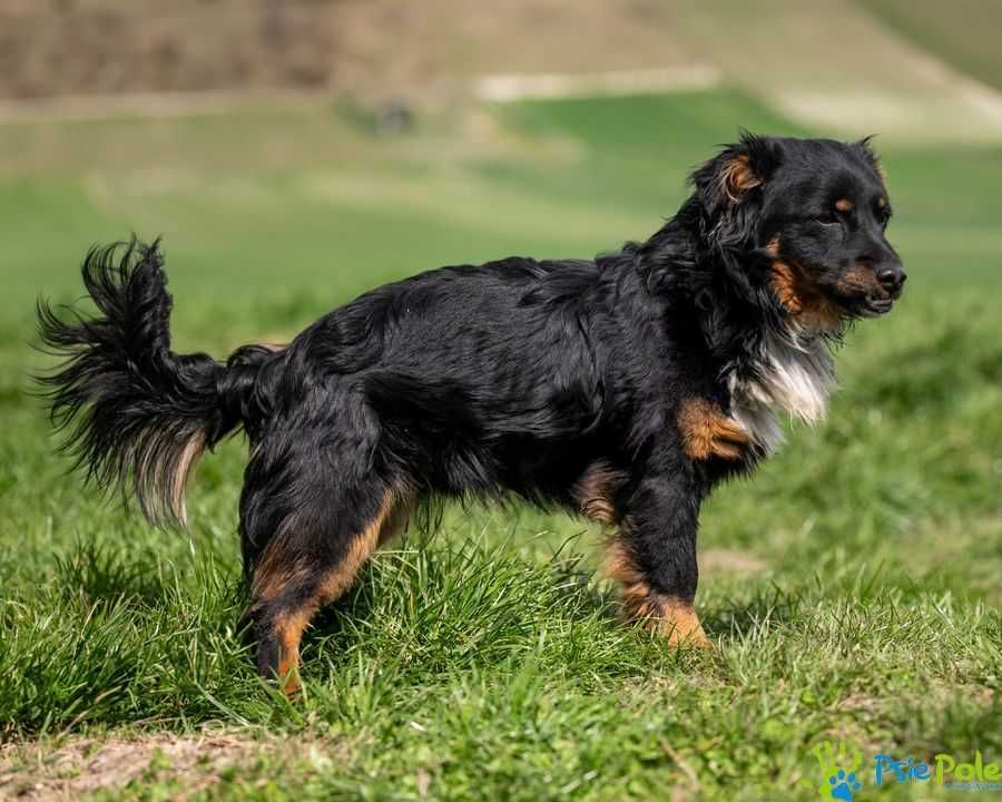 Mały puchaty Skoti
