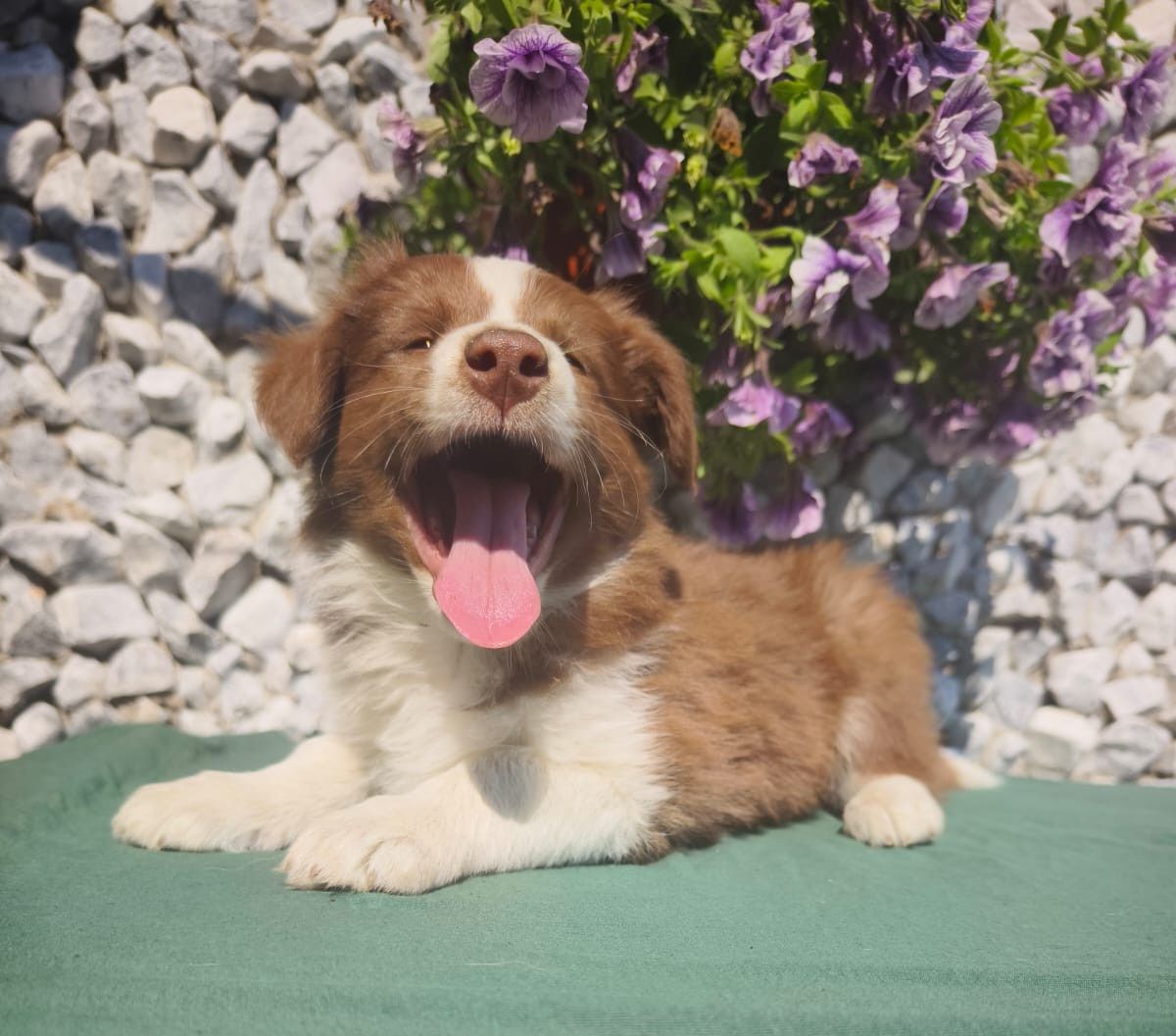 Border collie piesek czekoladowo biały do odbioru