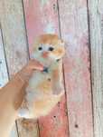 Вислоухий рыжий котенок