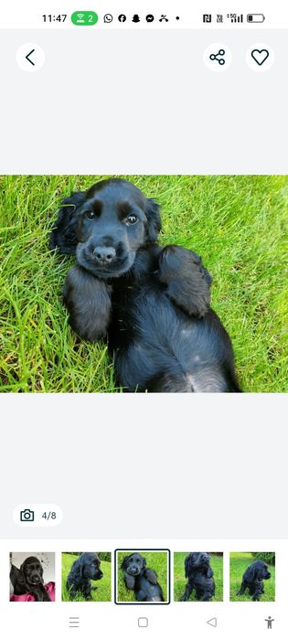 Wyjątkowy czarny piesek Cocker spaniel