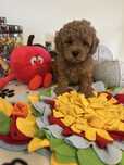 Maltipoo - samczyk