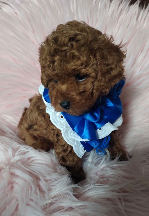 Хлопчик той пуделя