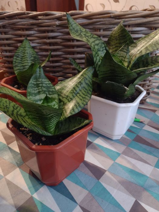 Продам вазон Сансевієрія