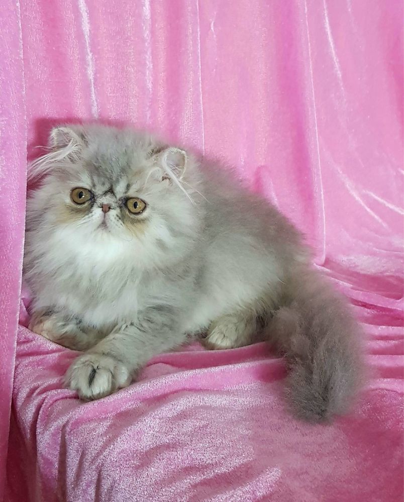 Потрясающая персидская девочка, котята, экзоты, котенок