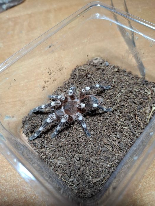 A.geniculata 2,5 DC