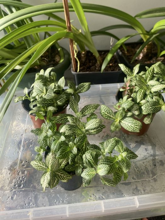 Фітонія фіттонія фитония