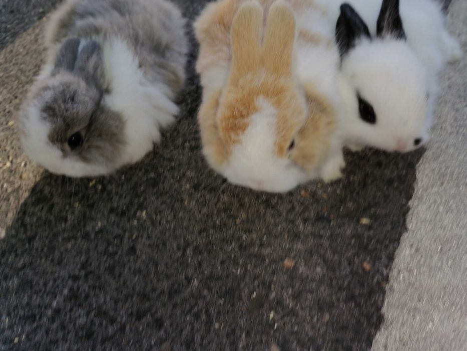 Kit coelhos anões desponiveis
