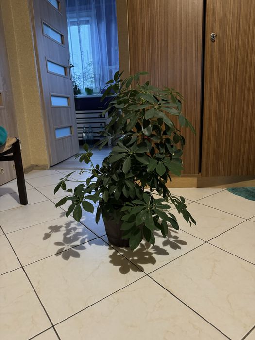 Kwiatek doniczkowy duży ładny