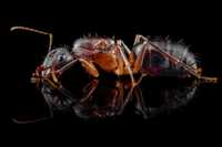 Mrówki - Królowa Camponotus barbaricus, egzotyczne, dla początkujących