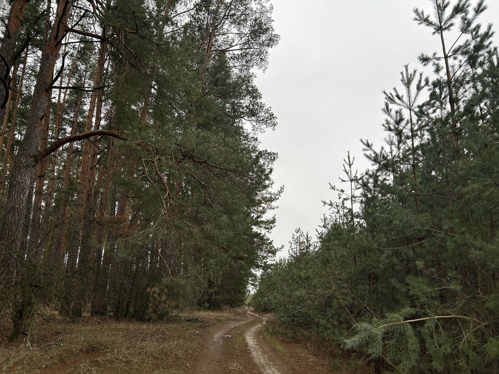 Земельні ділянки під будівництво з виходом в ліс