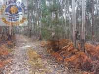 Terreno com pinhal