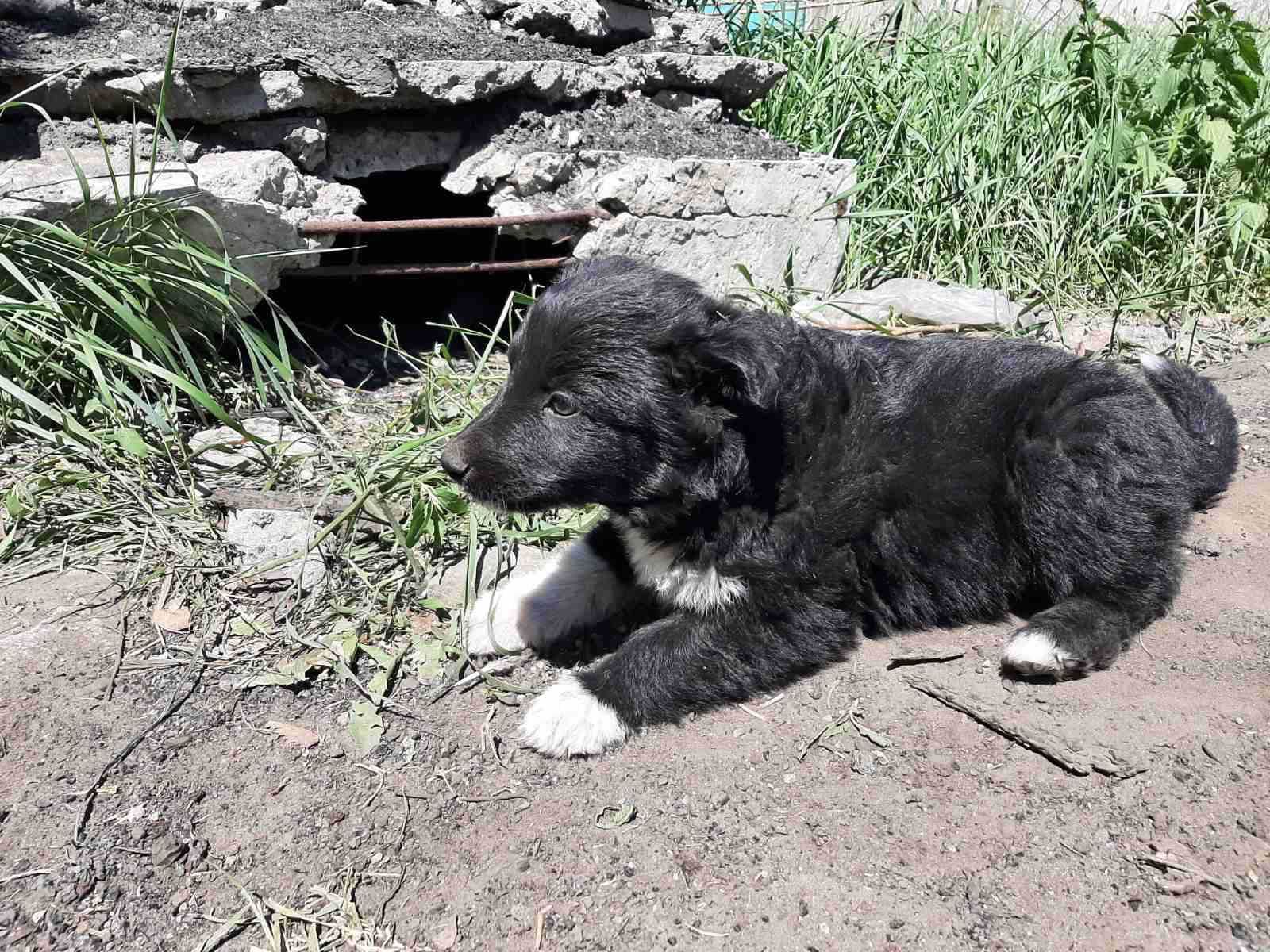 Цуценята в добрі руки