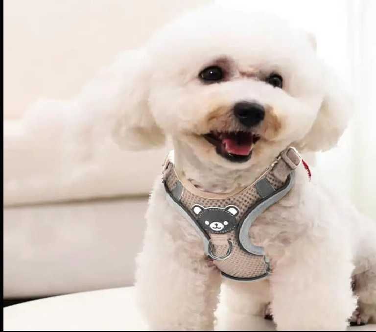 Arnês LED Iluminado para Cães Segurança Passeios Noturnos