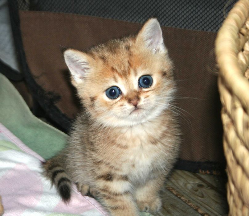 Золотий шиншила, що втішає та звеселяє