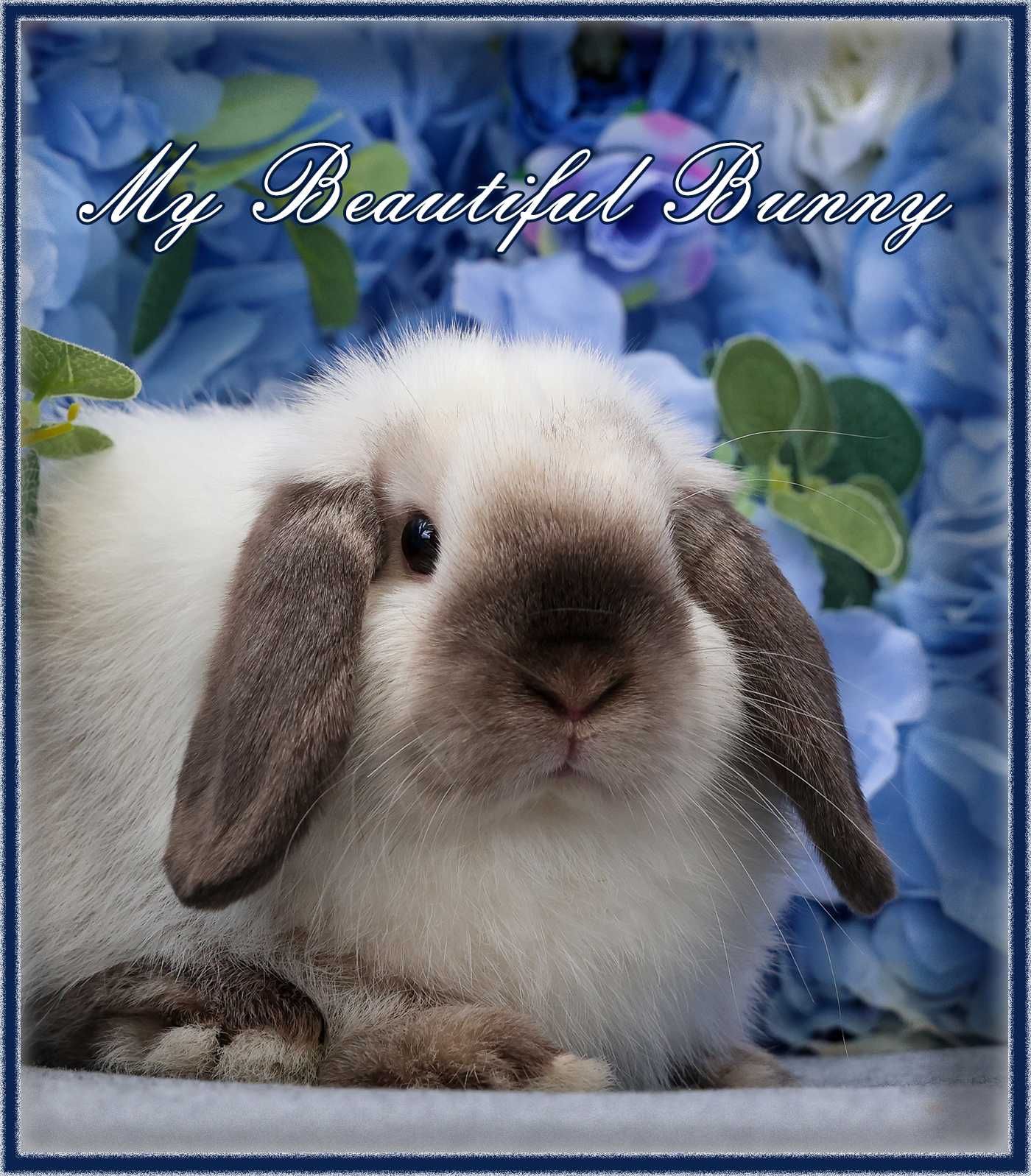 Młody Króliczek 100% Mini Lop - Seal Point