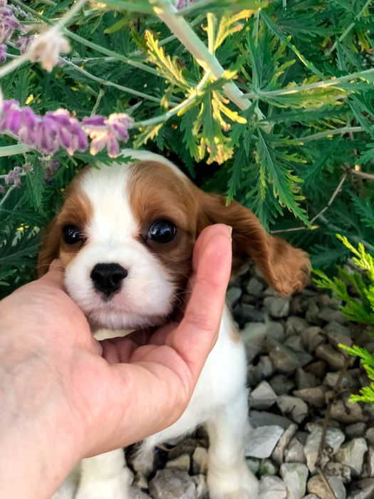 XS Cavalier king piesek po szkoleniu behawioralnym+rozpisane treningi