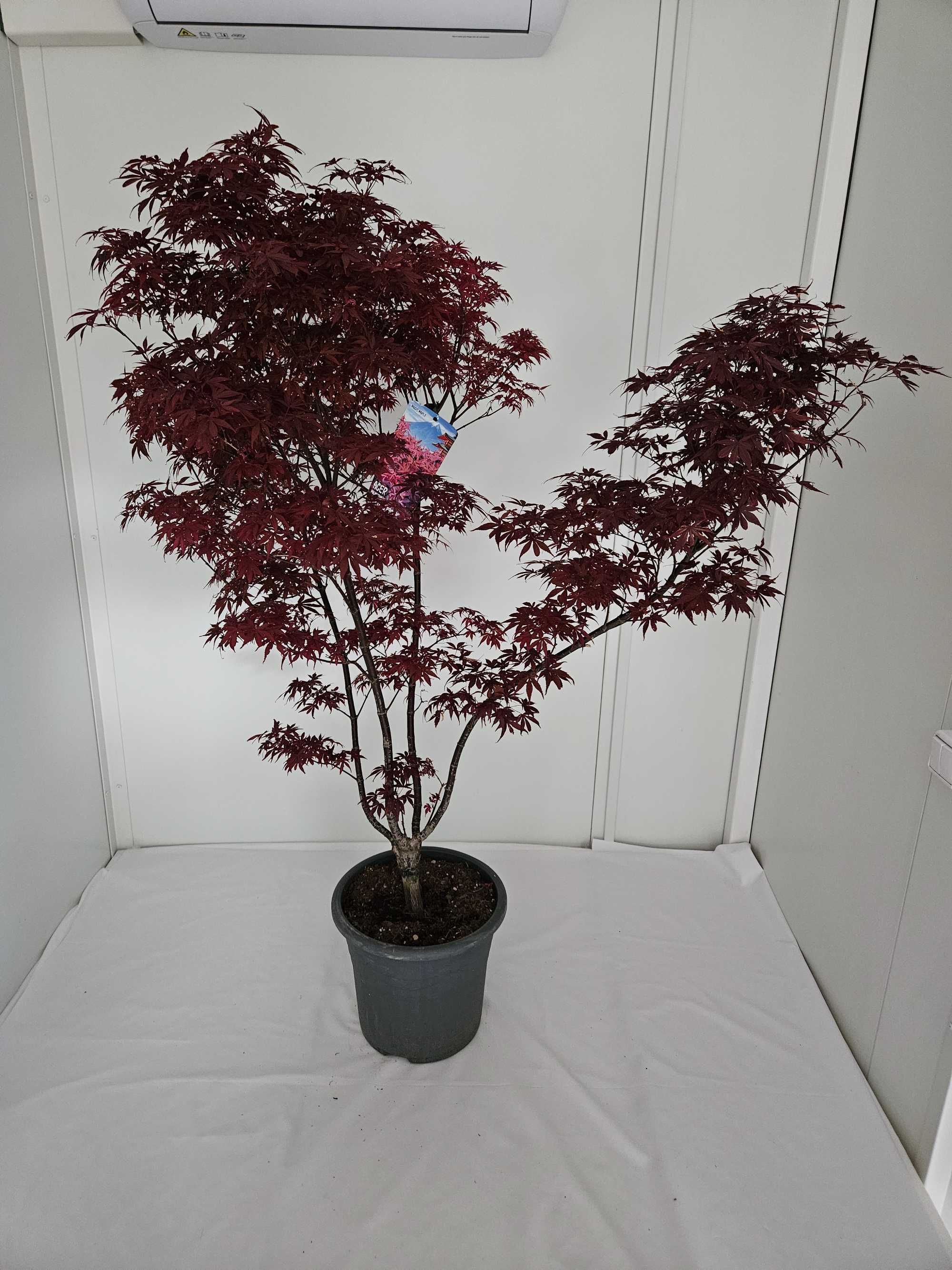 Bonsai – Klon japoński palmowy 'Skeeter's Broom' (Acer palmatum)