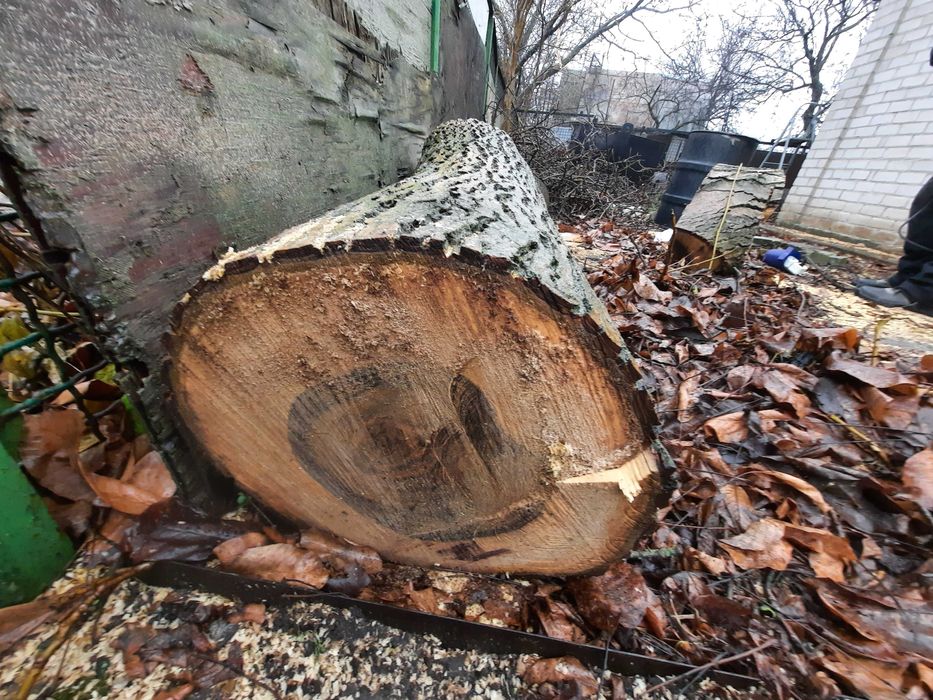 продам ствол ореха