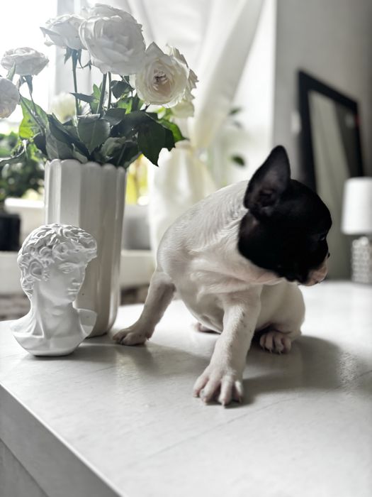 Buldog francuski z rodowodem suczka gotowa do odbioru