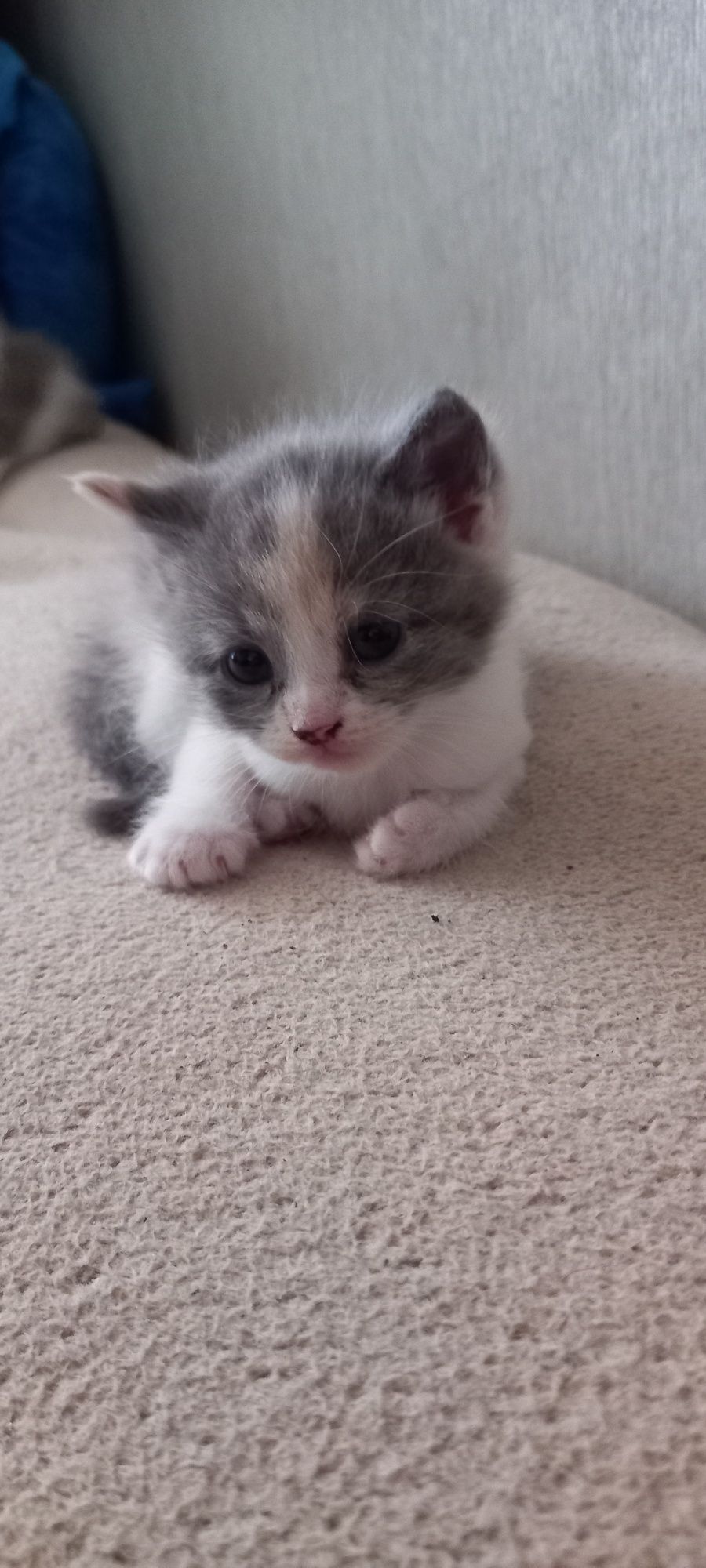 Отдам котят в хорошие руки
