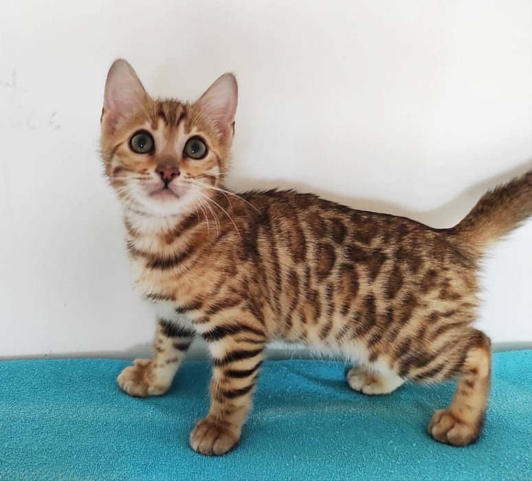 Бенгальская кошечка