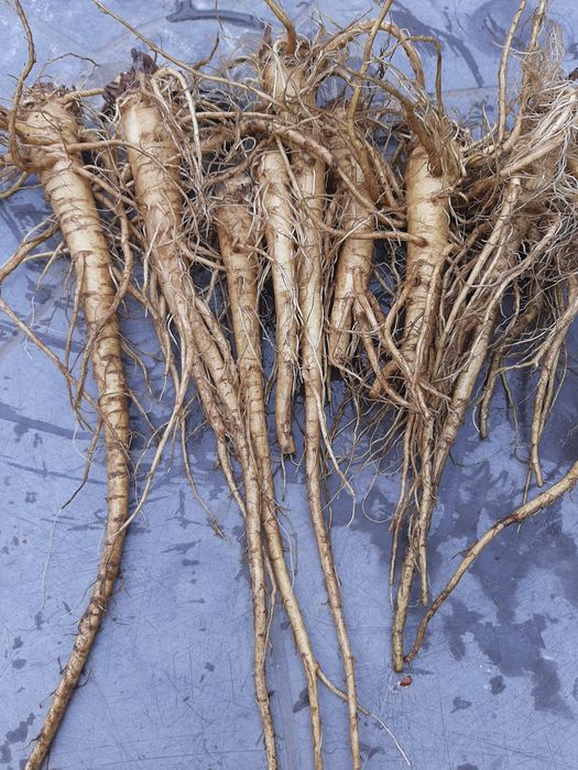 Szczeć pospolita surowy korzeń świeżo kopany 1kg 35zł