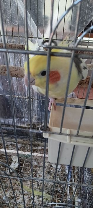 Vendo caturra macho