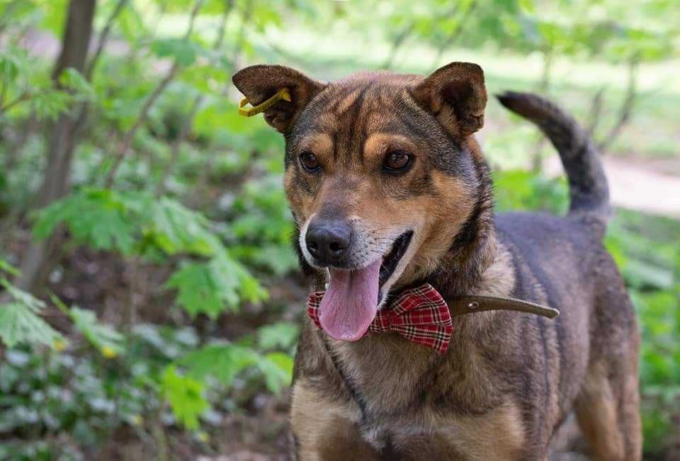 Песик маленького зросту шукає дім