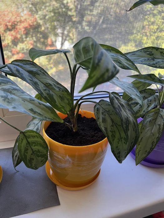 Аглонема домашня