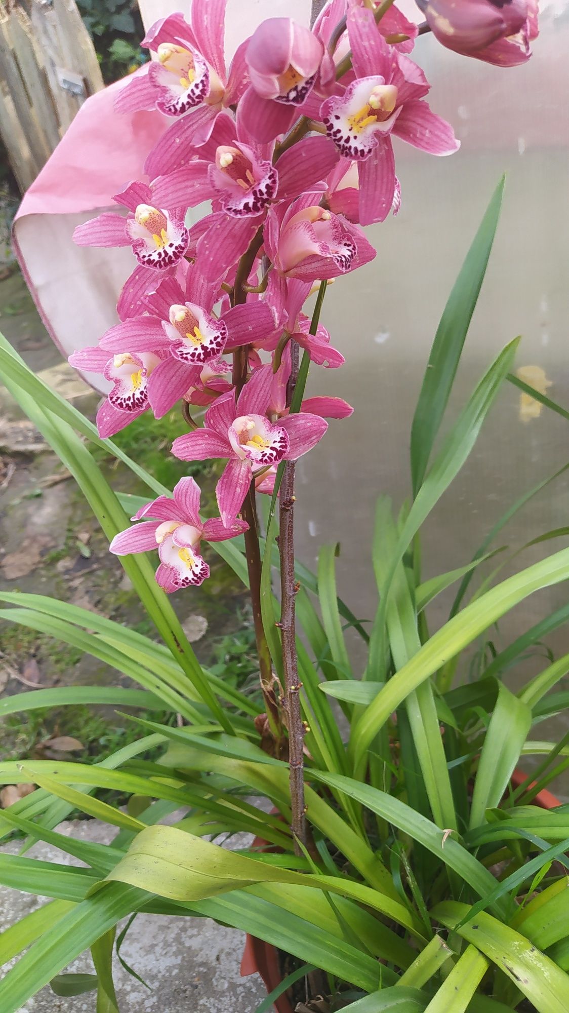 Vaso com orquídea ( preço por vaso)