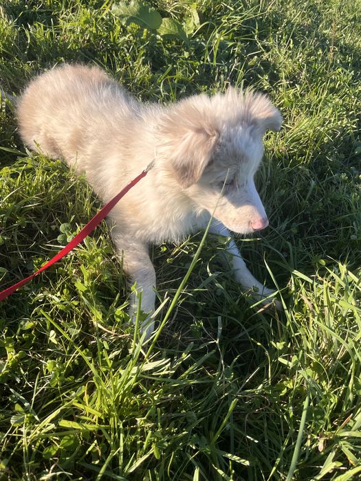 Border Collie suczka