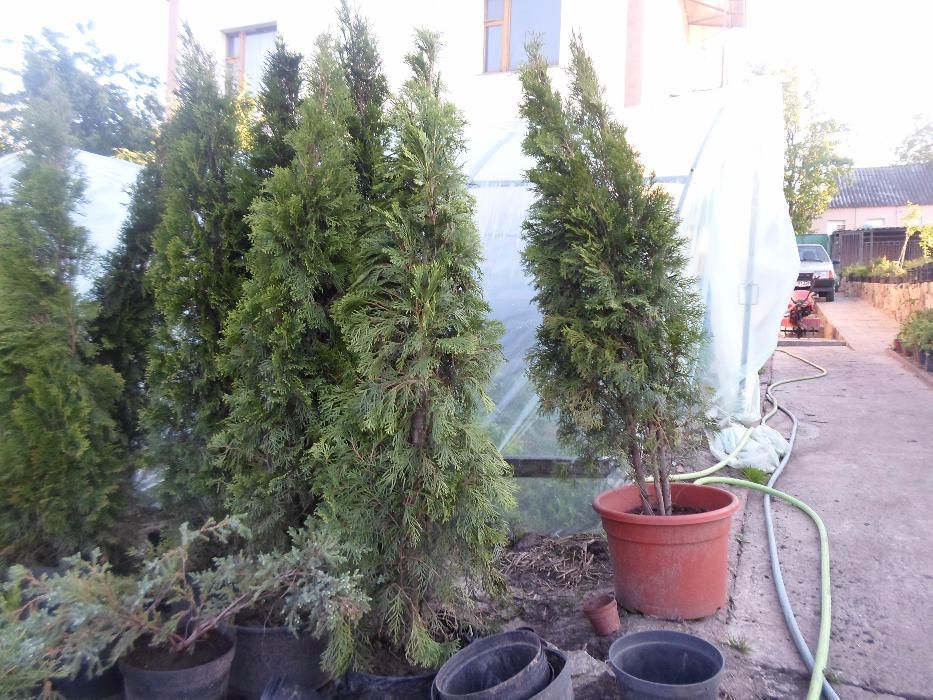 Торф кислый.Рівненський 160гр.Кора соснова