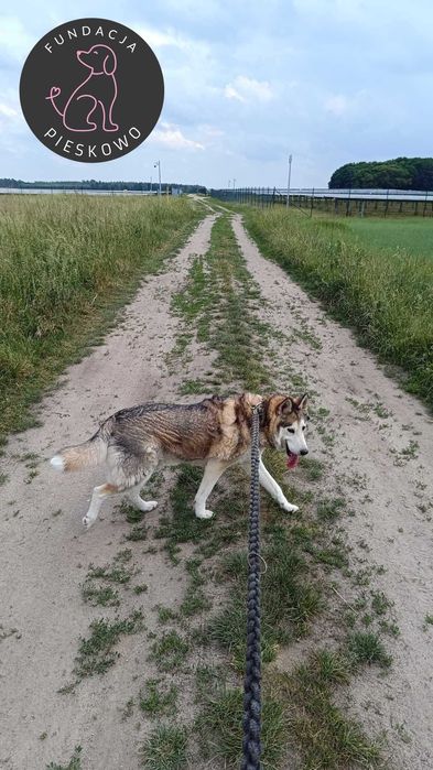 Krokiet szuka domu < 3