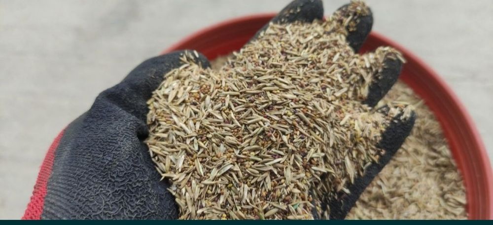 Trawa ziarno nasiona traw życica koniczyna lucerna mieszanka