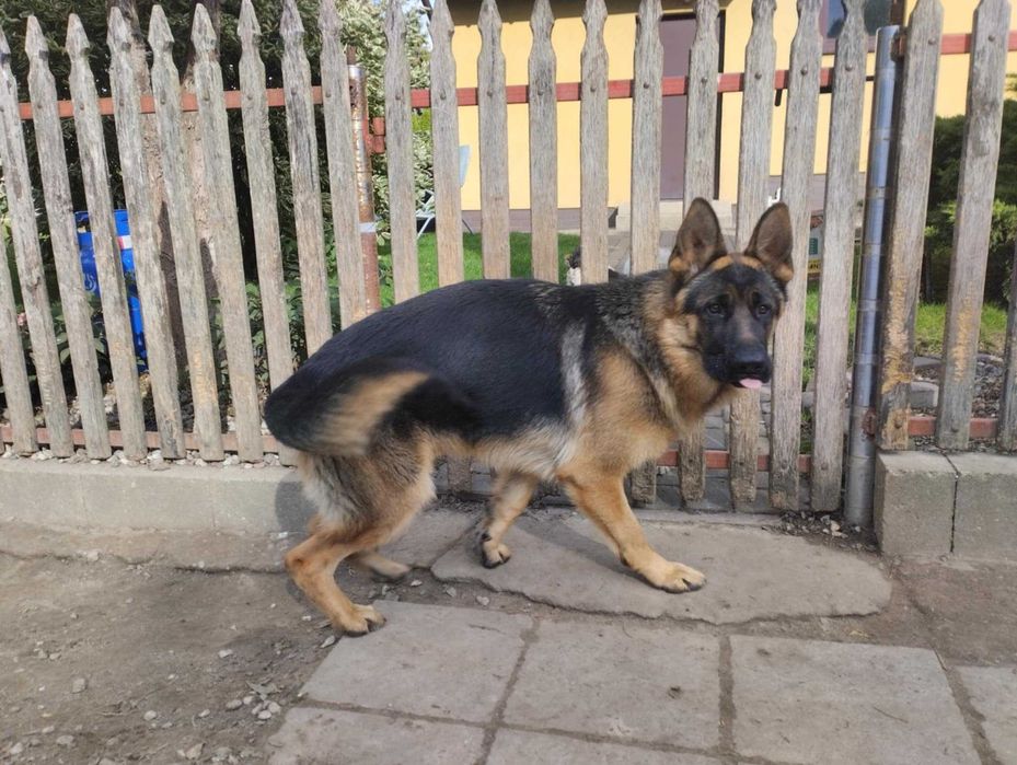 Owczarek Niemiecki krótkowłosy