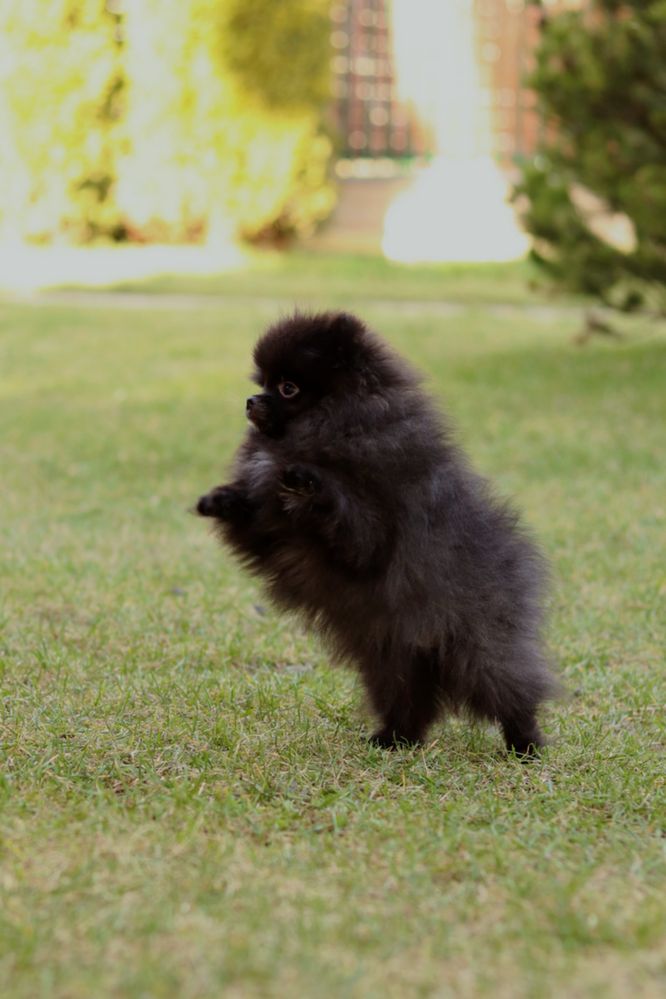 Pomeranian szpic miniaturowy pies