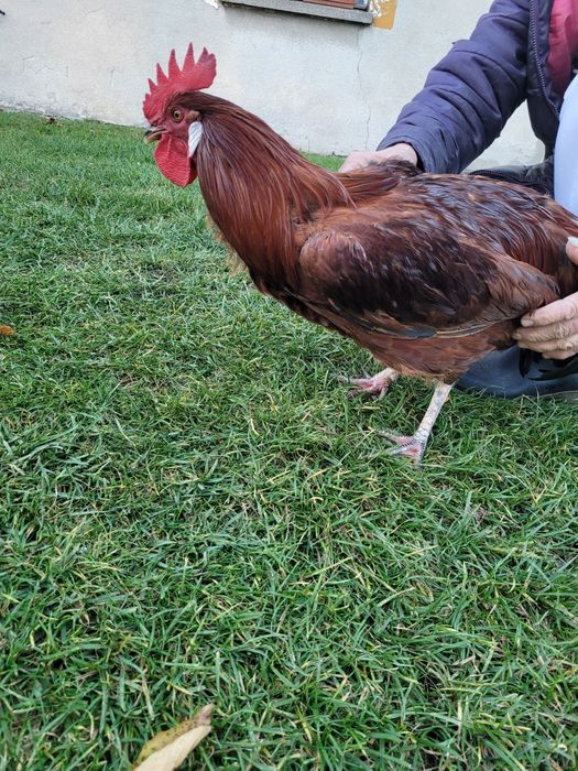 Kogut czerwony młody