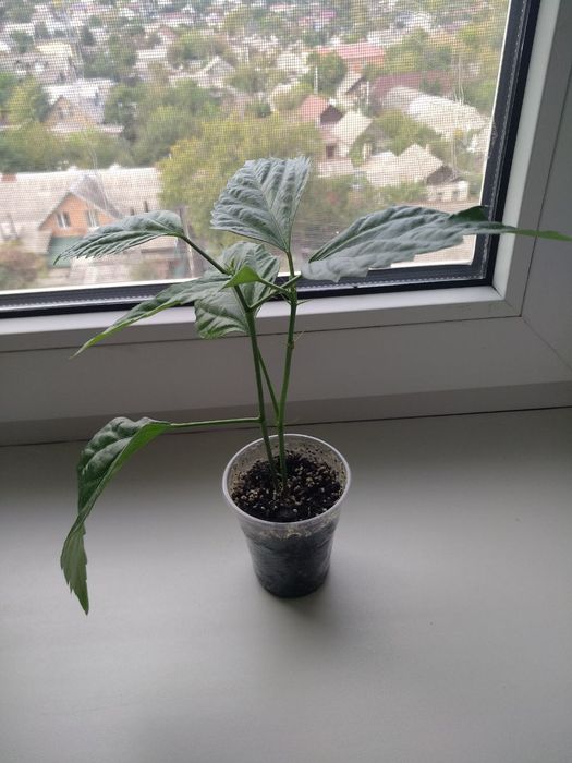 Гибискус el capitolio tequila sunrise